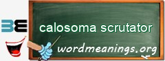 WordMeaning blackboard for calosoma scrutator